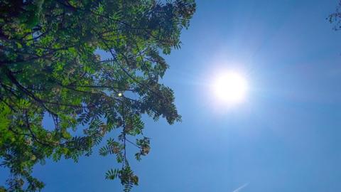 Bright blue sky with a shining Sun and a green tree edging the left of the photo 