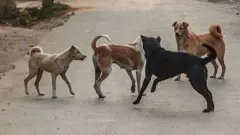 தெரு நாய்கள் புகைப்படம் 