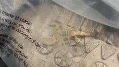 Escorpião em pacote