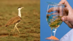 the great indian bustard