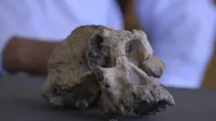 နှစ် ၄ သန်းလောက်က ဦးခေါင်းခွံက ဆင့်ကဲ ဖြစ်စဉ်ကို စိန်ခေါ်နေ