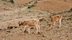 ብሰንኪ እቲ ደርቂ ኣብ ጣብያ ያቔር፡ 27 ሽሕ እንስሳ ሞይተን