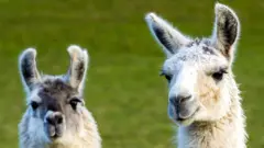 Llamas
