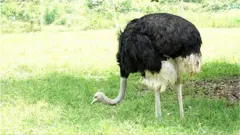 উটপাখির চাষ হচ্ছে বাংলাদেশে