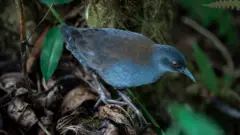Rascón de Galápagos