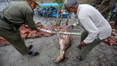 আহত হরিণ