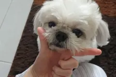 AI จะช่วยให้เราคุยกับสัตว์ต่าง ๆ ได้หรือไม่