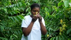 Les Comores, surnommés les îles aux parfums