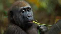 Западная равнинная горилла кормится растением