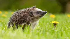 A hedgehog with its head pointing upwards, appearing to be alert, with a yellow flower in the green grass next to it.