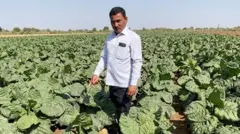 બીબીસી ગુજરાતી સુરેન્દ્રનગર ખેડૂત તમાકુ ખેતી જીરુ ધાણા વાવેતર 