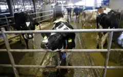 Sapi, Hokkaido, Jepang