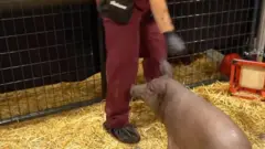 screengrab from webcast