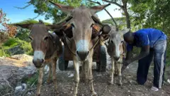 A man with his working donkeys in Lamu, Kenya