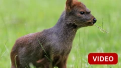 பூனை அளவே உள்ள இந்த மான்களுக்கு என்ன ஆபத்து?