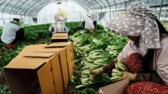 दक्षिण कोरियास्थित एउटा ग्रीन हाउसमा बाकसमा साग हाल्दै विदेशी कामदारहरू