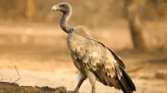 రాబందులు