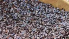 Ọ̀pọ̀ irú tó wà nínú igbá ńlá tó tóbi, ó ní àwọ̀ eérú. 