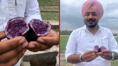 ਜਾਮਨੀ ਆਲੂ