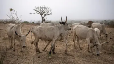 Awọn maluu ninu ọgba wọn