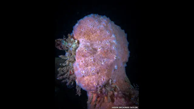 د مرجانو سمندري غونډۍ پيچلى جوړښت دى. ځانگړې برخې او ټولې يوۀ بل سره پېچلې اړيکي لري چې په دې توگه بېلابيلو ژويو ته د ژوندانه او پټېدو لپاره ځاى برابروي. او د نه باور وړ تنوع لامل گرځي.