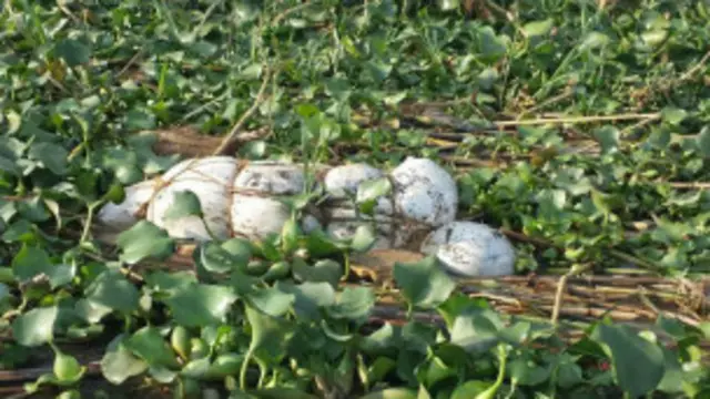 Ibiziga vyagaragaye ku kiyaga Rweru, vyari mu mifuko biboshe.