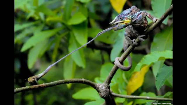 这幅一支豹变色龙猎食的作品是意大利罗马的摄影师Simone Sbaraglia捕捉到的。他因这幅作品赢得2014伦敦动物学协会动物摄影大奖及2000英镑的奖金。