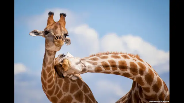 本次摄影大赛为成人和少年参赛者共设有六个不同类型的奖项。在“最佳瞬间”奖项颇受欢迎的是这幅由Graham Morrison拍摄的名为“不友好的亲密”的作品。