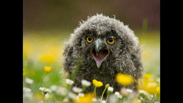 Jason Brown的这幅名为“雨中歌唱”的长耳猫头鹰照片也是这一类别种深受欢迎的作品。