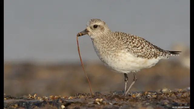 Berryman的另一幅作品“灰斑鸻捉虫”赢得了少年组的另一个类别的奖项。