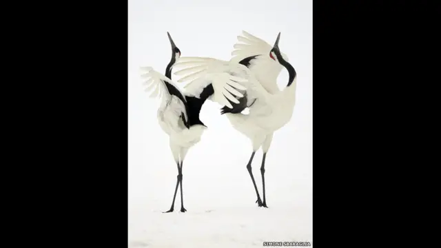Simone Sharaglia拍摄的这幅一对“日本丹顶鹤求爱”之图并获得了“蜂鸟奖”的第一名。