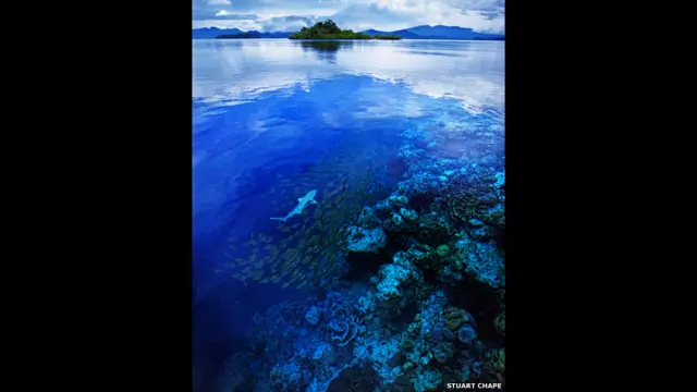 成人组“深海和有意思”类别的获奖作品是Stuart Chapep拍摄的黑鳍礁鲨的照片。获奖作品和其他进入决赛的作品将从9月19日开始在伦敦动物园展出。