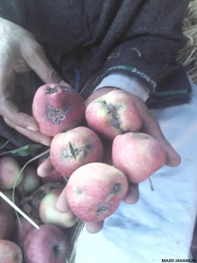 कश्मीरी सेव