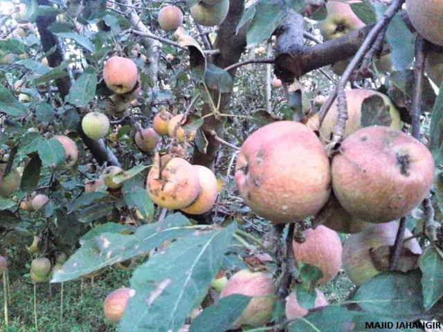 कश्मीरी सेव