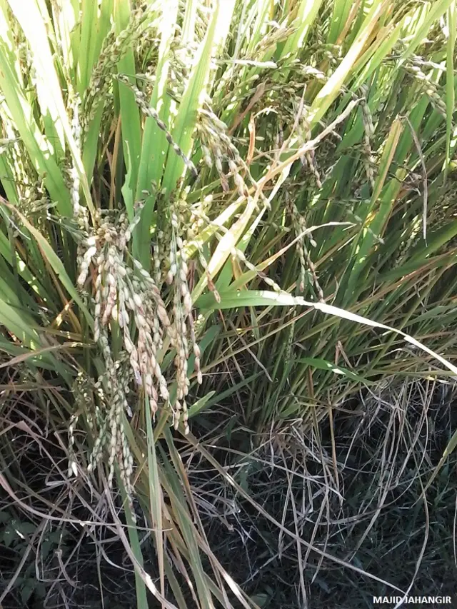 धान की फसल