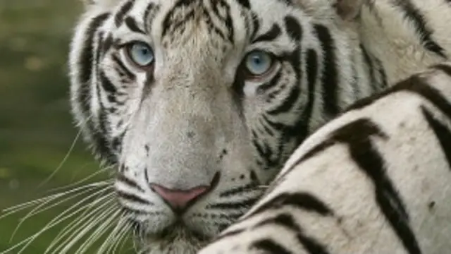 सफेद बाघ 