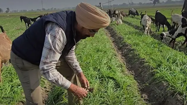 બેડ ફાર્મિંગ એટલે શું, બેડફાર્મિંગથી કેટલું ઉત્પાદન થાય, બેડ ફાર્મિંગથી પાણીની બચત, પ્રગતિશીલ ખેડૂત, કૃષિઉત્પાદકતા, કૃષિ સમાચાર, બીબીસી ગુજરાતી