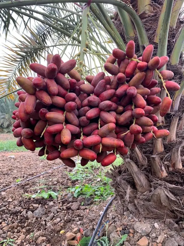 ખજૂરની ખેતી, ગુજરાત, ગુજરાતમાં ખેતી, બીબીસી ગુજરાતી, કચ્છના ખારેક, ખારેકની ખેતી, ભારત, ઇરાક