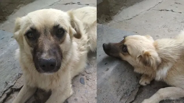 30 август куни заҳар бериб ўлдирилган уй итларидан бири