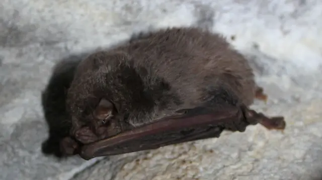 Slepi miš na zidovima pećine