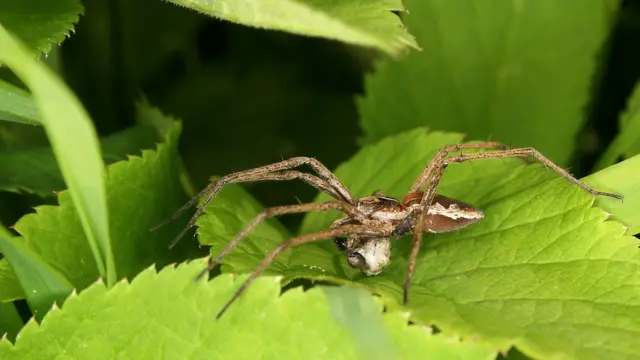 Nursery web spiders present a potential mate seen on a leaf