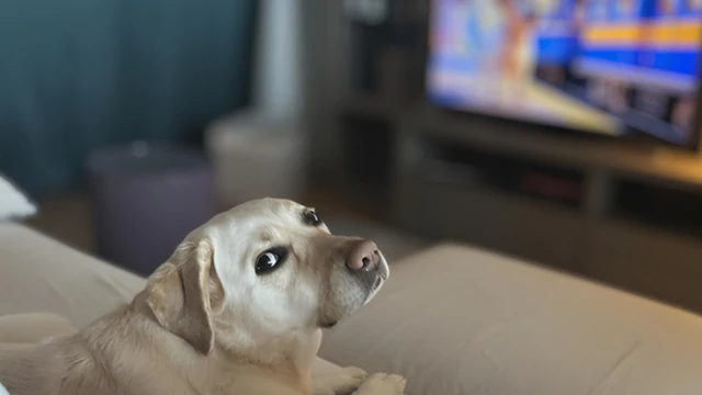 Собака Луна сидить на дивані й дивиться в бік камери, а на задньому плані ввімкнений телевізор
