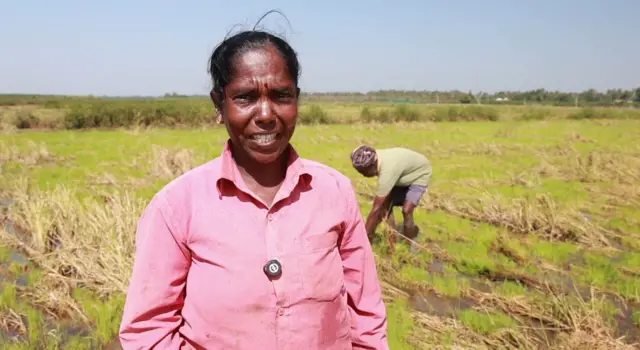 'வயலிலே முளைத்த நெற்கதிர்' - டெல்டா மாவட்டங்களில் என்ன பிரச்னை? பிபிசி தமிழ் கள ஆய்வு
