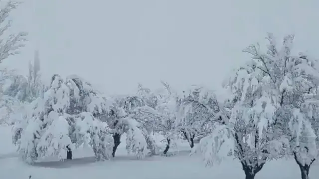 تصویری از برف بهاری در ولایت زابل که در آن درختان پوشیده از برف دیده میشود.