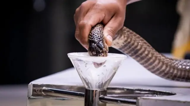 कोब्रा, माम्बा आणि क्रेट्स या सापांमध्ये न्युरोटॉक्सिक विष असतं, तर रॅटलस्नेक आणि अॅडर सारख्या वायपर सापांमध्ये हेमोटॉक्सिक विष असतं.