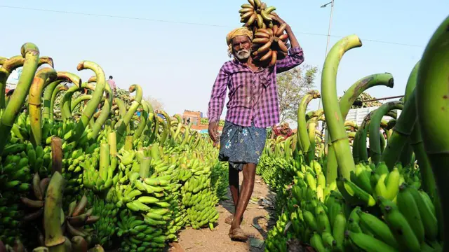 કેળાં, ફળો, ખેતી, ગુજરાત, ખેડૂત, બીબીસી ગુજરાતી