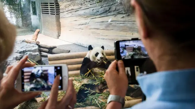 Visitantes tirando foto de panda com celular em zoológico em Berlim