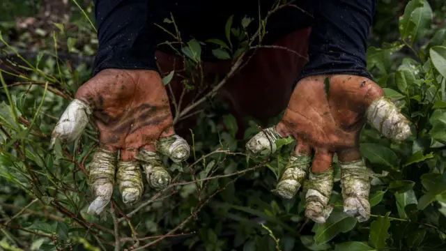 A coca worker in Putumayo, Colombia, in 2022, displays their bandaged hands. 