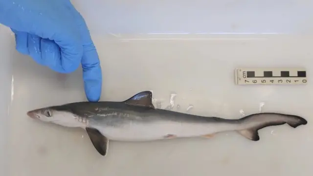 یک کوسه در آزمایشگاه با انگشت انسان قیاس میشود تا اندازه آن برای بیننده عکس به نظر آید