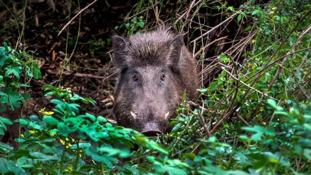 தமிழ்நாடு: காட்டுப் பன்றிகளை சுடுவதற்கு சிறப்புப் பயிற்சி – விவசாயிகள் பிரச்னைக்குத் தீர்வு கிடைக்குமா?